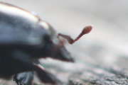 Thumbnail 144725 C