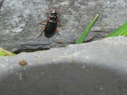 Thumbnail 146571 B