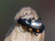 Thumbnail 146729 B