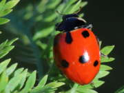 Thumbnail 148224 B