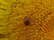 Thumbnail 148888 B