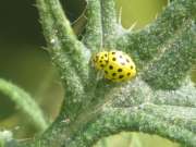 Thumbnail 149633 A