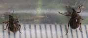Thumbnail 151512 B