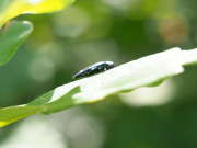 Thumbnail 152241 A