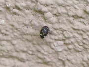 Thumbnail 153391 B