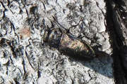 Thumbnail 153697 A