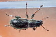 Thumbnail 153911 B
