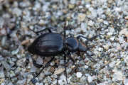 Thumbnail 154053 B