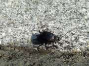 Thumbnail 154462 A