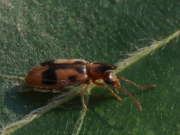 Thumbnail 155347 B