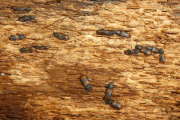 Thumbnail 155527