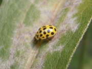 Thumbnail 156722 B