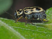Thumbnail 157073 B
