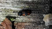 Thumbnail 157510