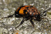 Thumbnail 157590 B