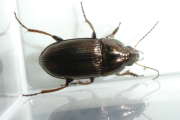 Thumbnail 157630 B
