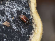 Thumbnail 157801 B