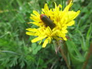 Thumbnail 157826 B
