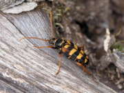 Thumbnail 157873 B