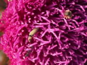 Thumbnail 157980 A