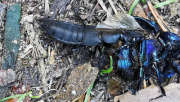 Thumbnail 158444 A