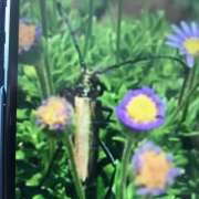 Thumbnail 158496 B