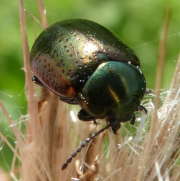 Thumbnail 158963 A