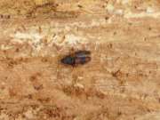 Thumbnail 159098
