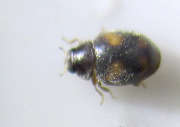 Thumbnail 159488 B