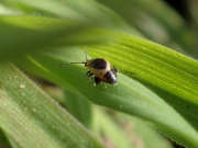 Thumbnail 162044 B