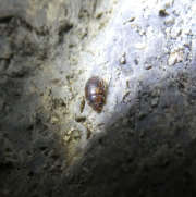 Thumbnail 162472 B