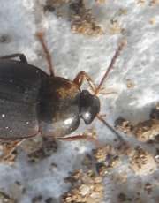 Thumbnail 162510 B