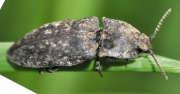 Thumbnail 163748 B