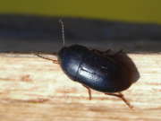Thumbnail 164047 B