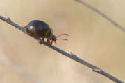 Thumbnail 165499 B