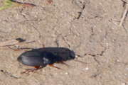 Thumbnail 165670 B