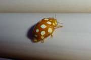 Thumbnail 165747 B