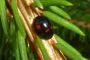 Thumbnail 165983 B