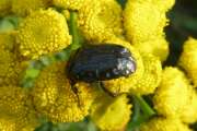 Thumbnail 166267 B