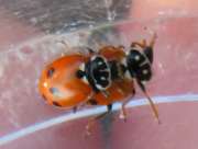 Thumbnail 166461 A