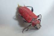 Thumbnail 166710 B