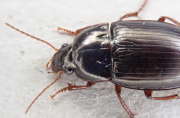 Thumbnail 166884 B