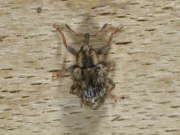 Thumbnail 167906 B