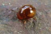 Thumbnail 169578 B