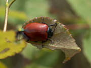 Thumbnail 169872
