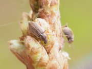 Thumbnail 171544 B