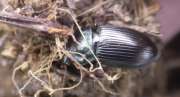 Thumbnail 171879