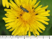Thumbnail 171917 B