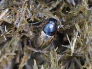 Thumbnail 171924 B