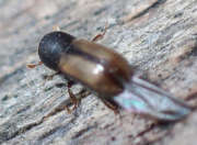 Thumbnail 172584 A